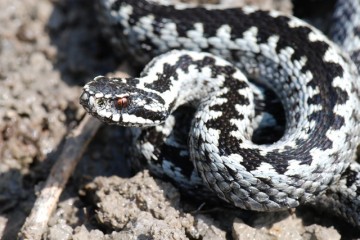 Vipera Berus. Foto: www.biopix.com